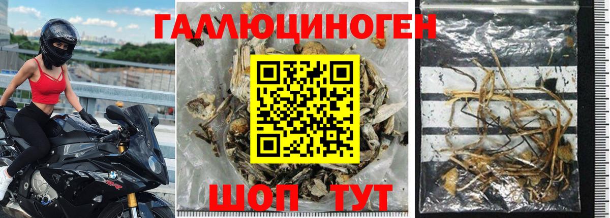 Галлюциногенные грибы Cubensis Елец